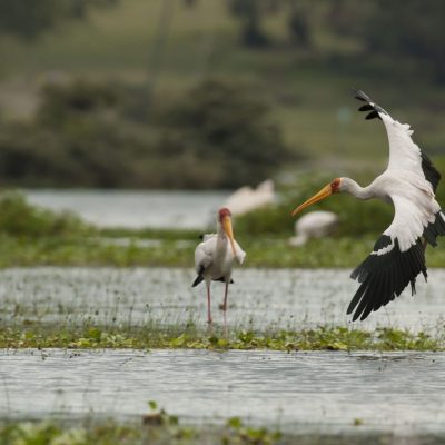 birds-lake-naivasha